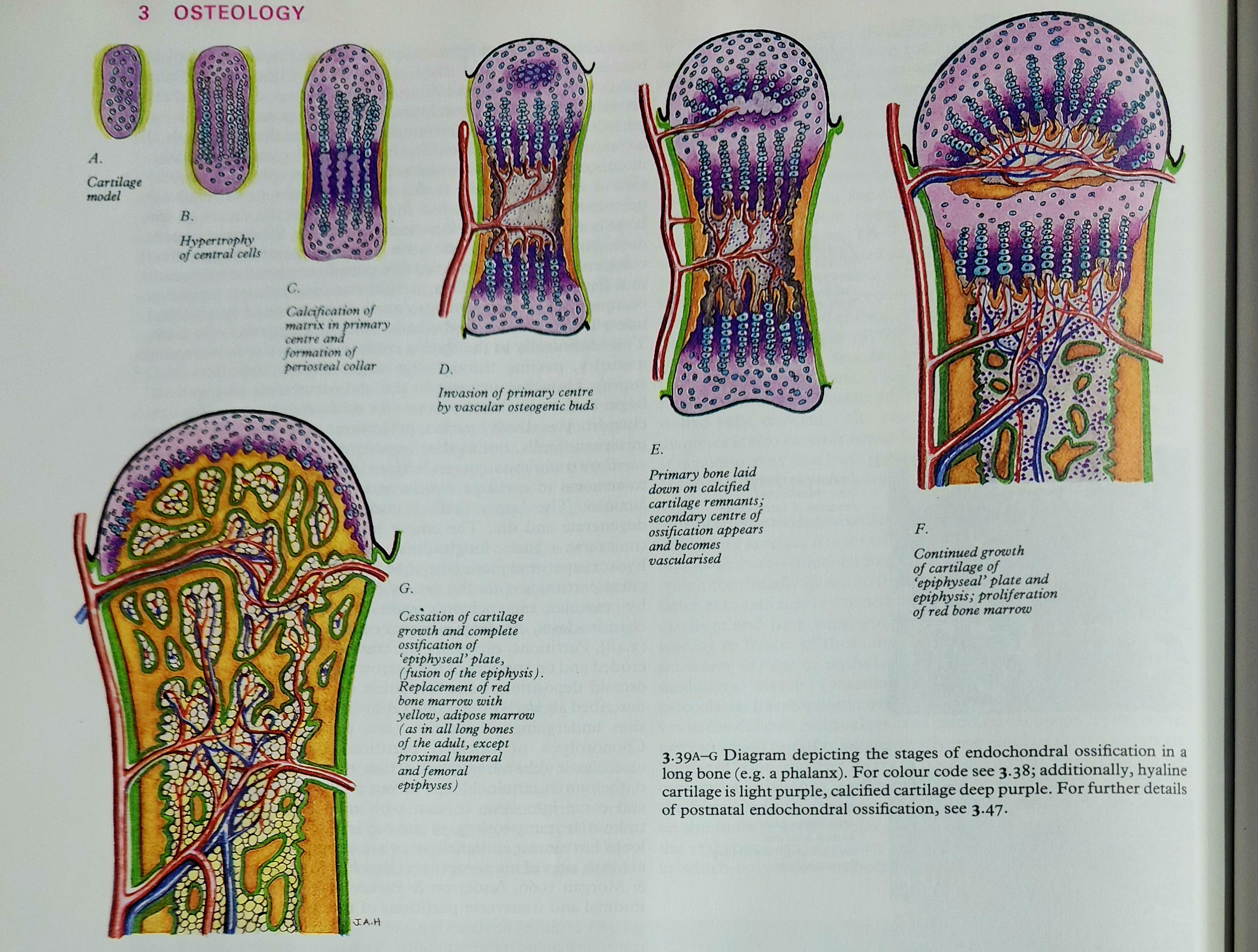 ENDOCHONDRAL OSSIFICATION- GRAY'S ANATOMY.jpg