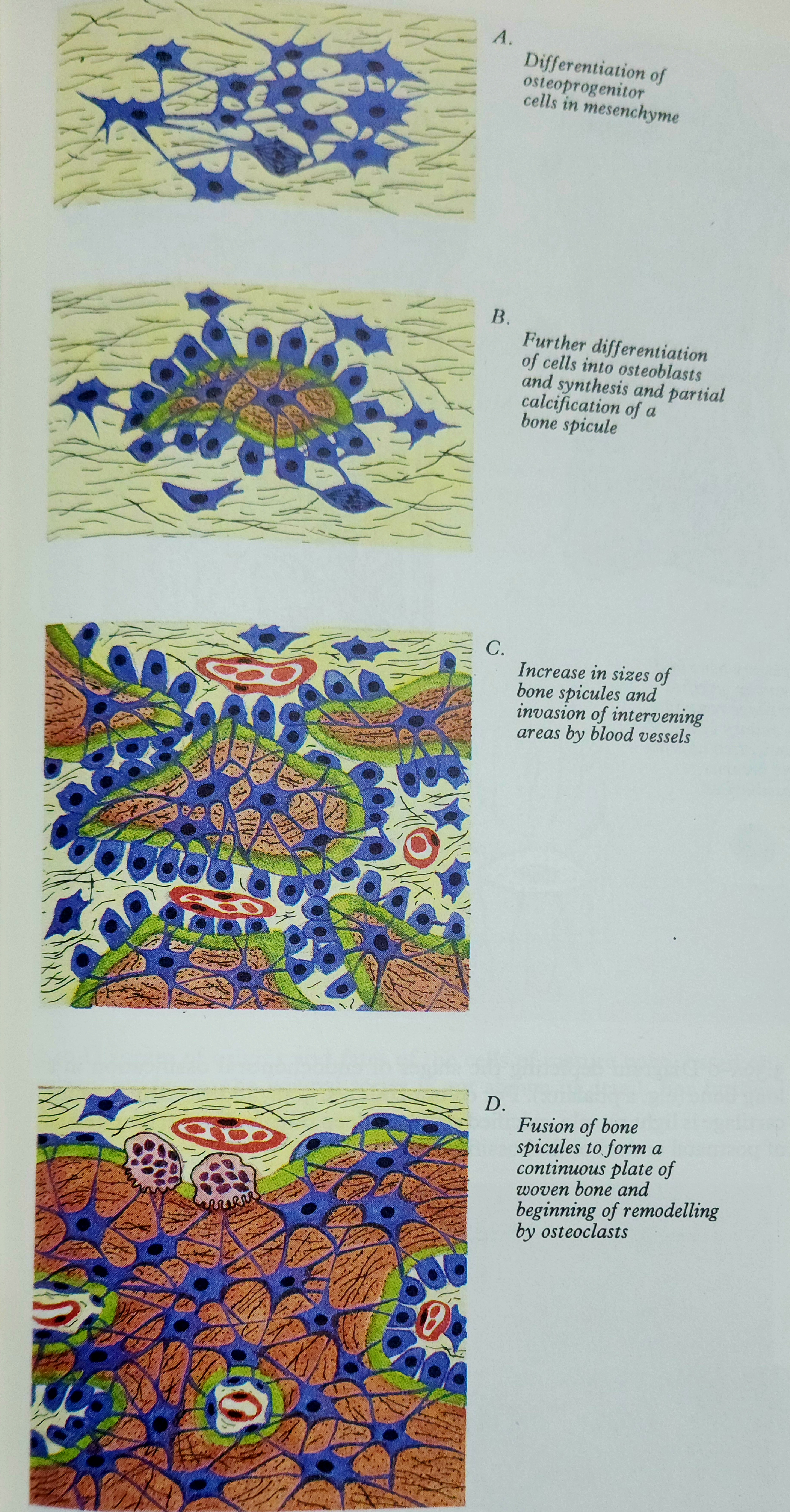 Intramembranous ossification.jpg
