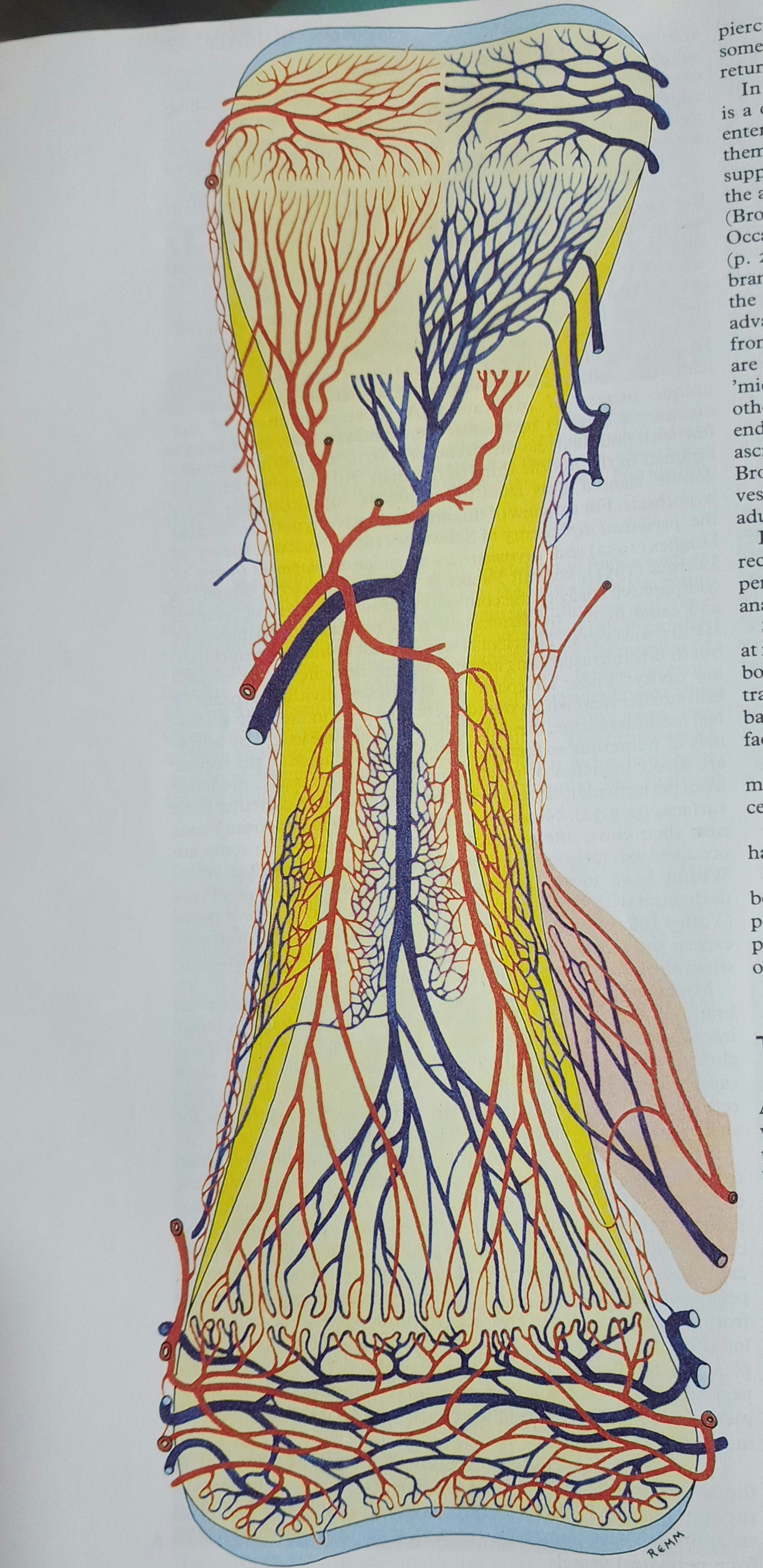 Blood supply of Long bones.jpg
