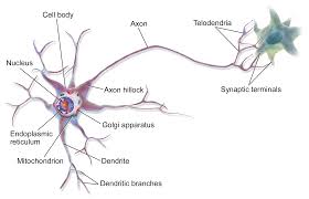 Neural Circuits and Connectivity.jpg