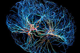 Neuroplasticity.jpg