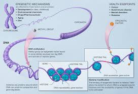 Epigenetics.jpg