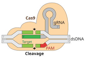 CRISPR and Genome.png