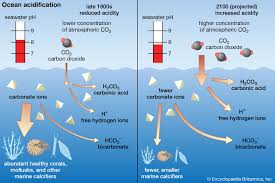 Ocean Acidification.jpg