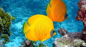 Marine Biodiversity and Ecosystem Health.jpg