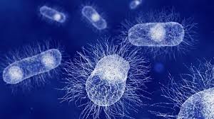 Microbiology.jpg