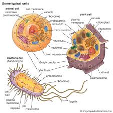 Cell Biology.jpg
