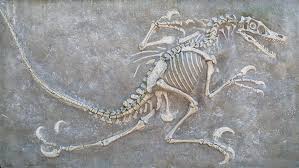 Paleontology and Fossil Studies.jpg