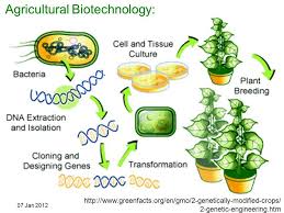 Biotechnology in Agriculture Introduction.jpg