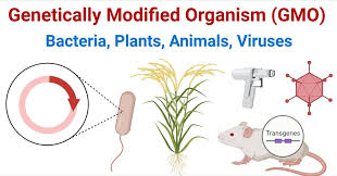 Genetically Modified Organisms (GMOs) and Their Applications Introduction.jpg