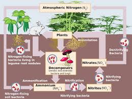 Role of Microorganisms in Biogeochemical Cycles .jpg
