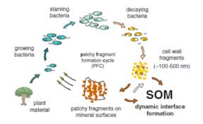 Carbon Cycle and Microorganisms.jpg