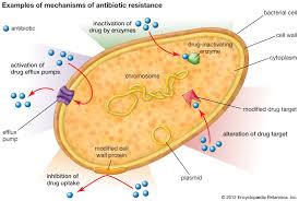 Antibiotic Resistance in Microorganism.jpg