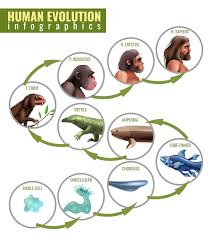 Evolutionary Adaptations in Animals.jpg
