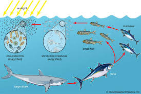 Marine Biology and Ocean Ecology.jpg
