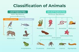 Animal Diversity and Classification.jpg