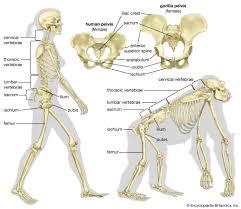 Comparative Anatomy.jpg