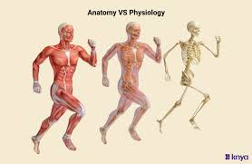 Anatomy and Physiology.jpg