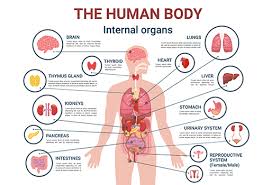 Advantages of Studying Anatomy and Physiology.jpg