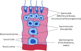 blood testes barrier.png