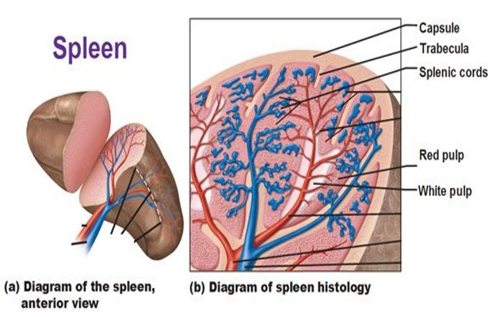 SPLEEN.jpg