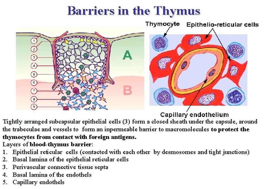 Barriers in the Thymus.jpg
