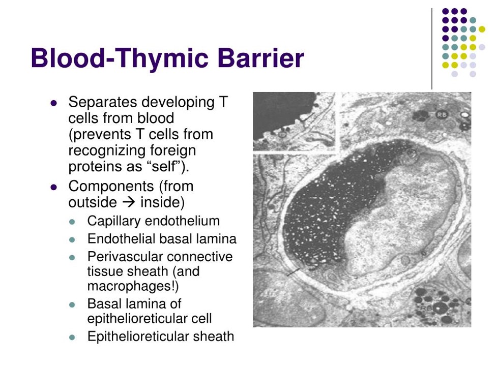 Blood-Thymic Barrier.jpg