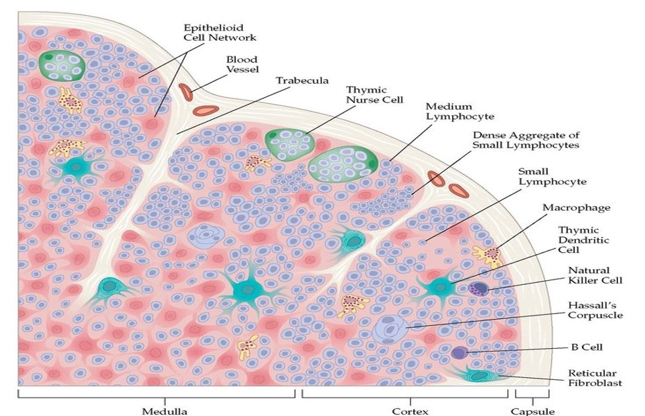 CELL ARRANGEMENT IN THYMUS.jpg
