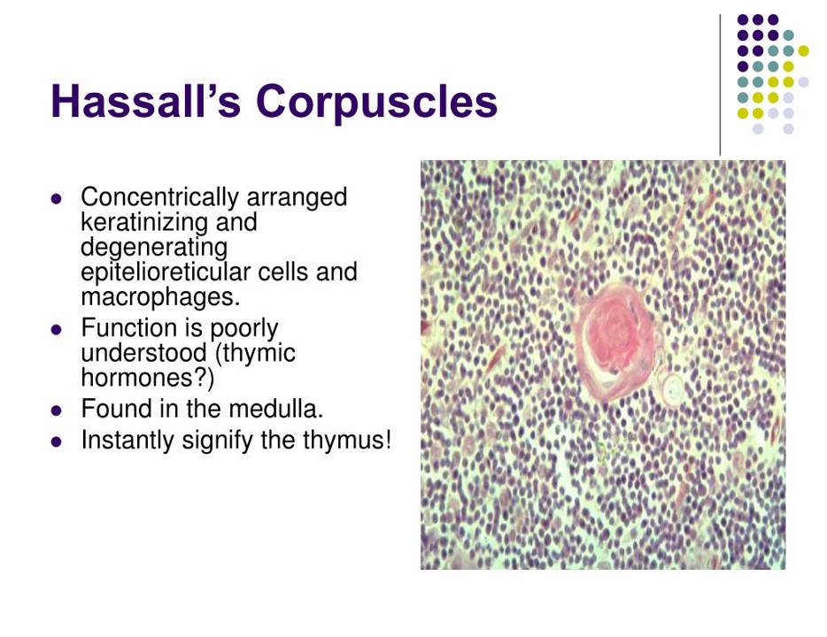 Hassall's Corpuscles.jpg
