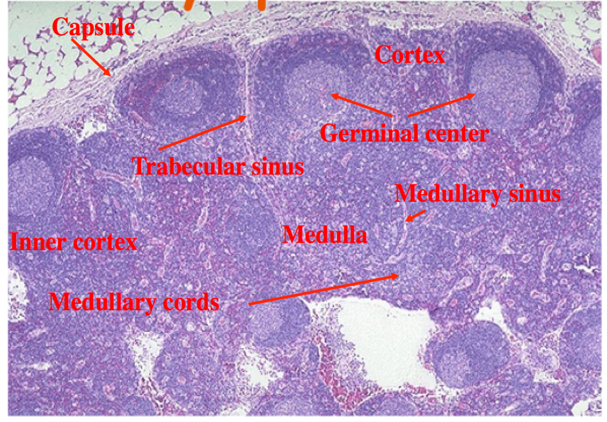 HISTOLOGY OF LYMPHNODE.png