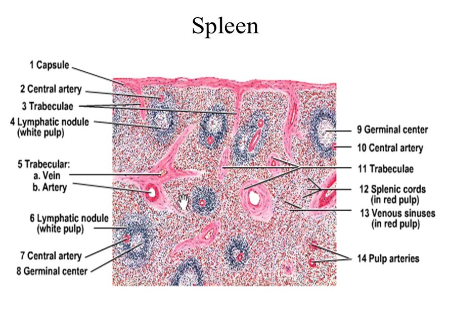HISTOLOGY OF SPLEEN-SCHEMATIC.jpg