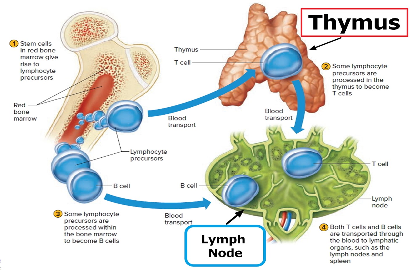 LYMPHOCYTE PRODUCTION.jpg