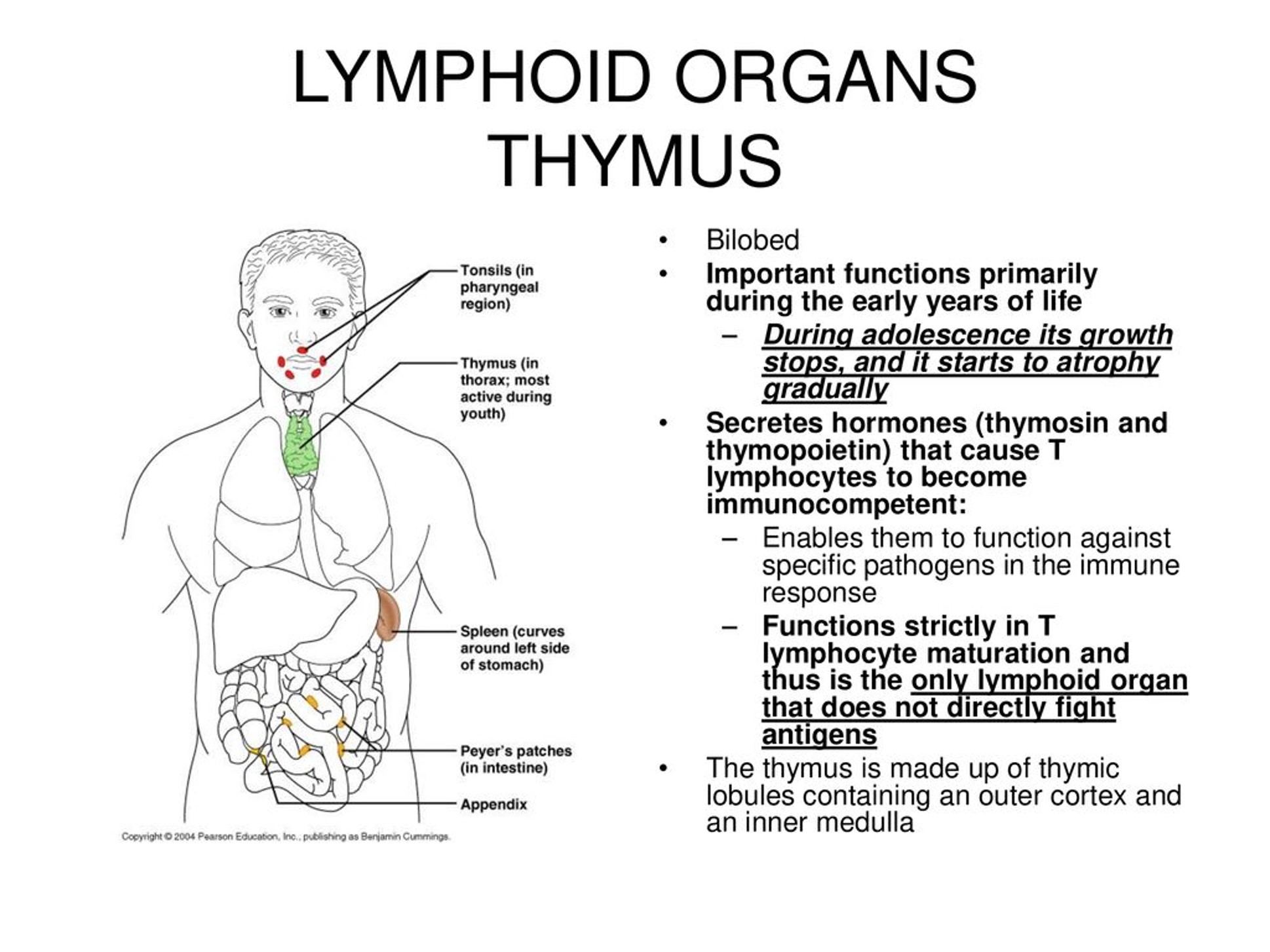 LYMPHOID ORGANS THYMUS.jpg