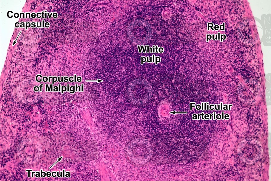 MALPHIGIAN CORPUSCLE.jpg