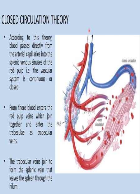 SPLENIC CIRCULATION.jpg