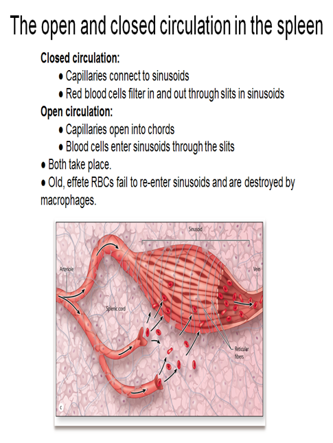 SPLENIC CIRCULATION.png
