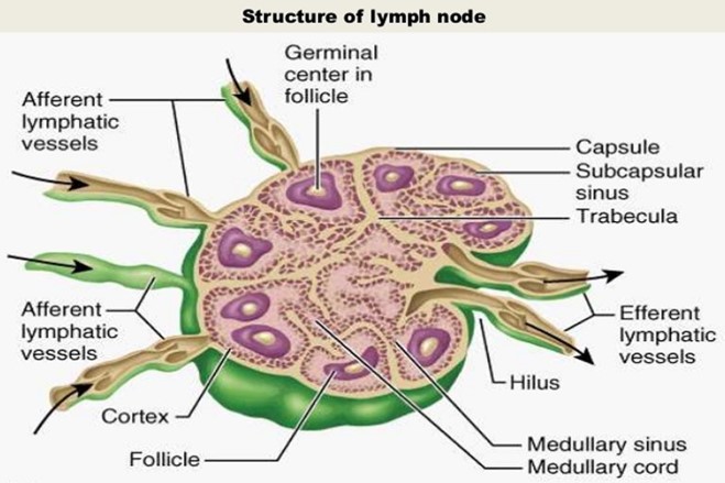 STRUCTURE OF A LYMPHNODE.jpg