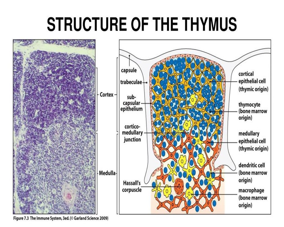 STRUCTURE OF THE THYMUS.jpg