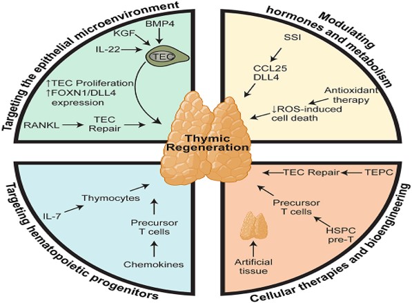 THYMOCYTES- EPITHELIORETICULAR CELLS.jpg