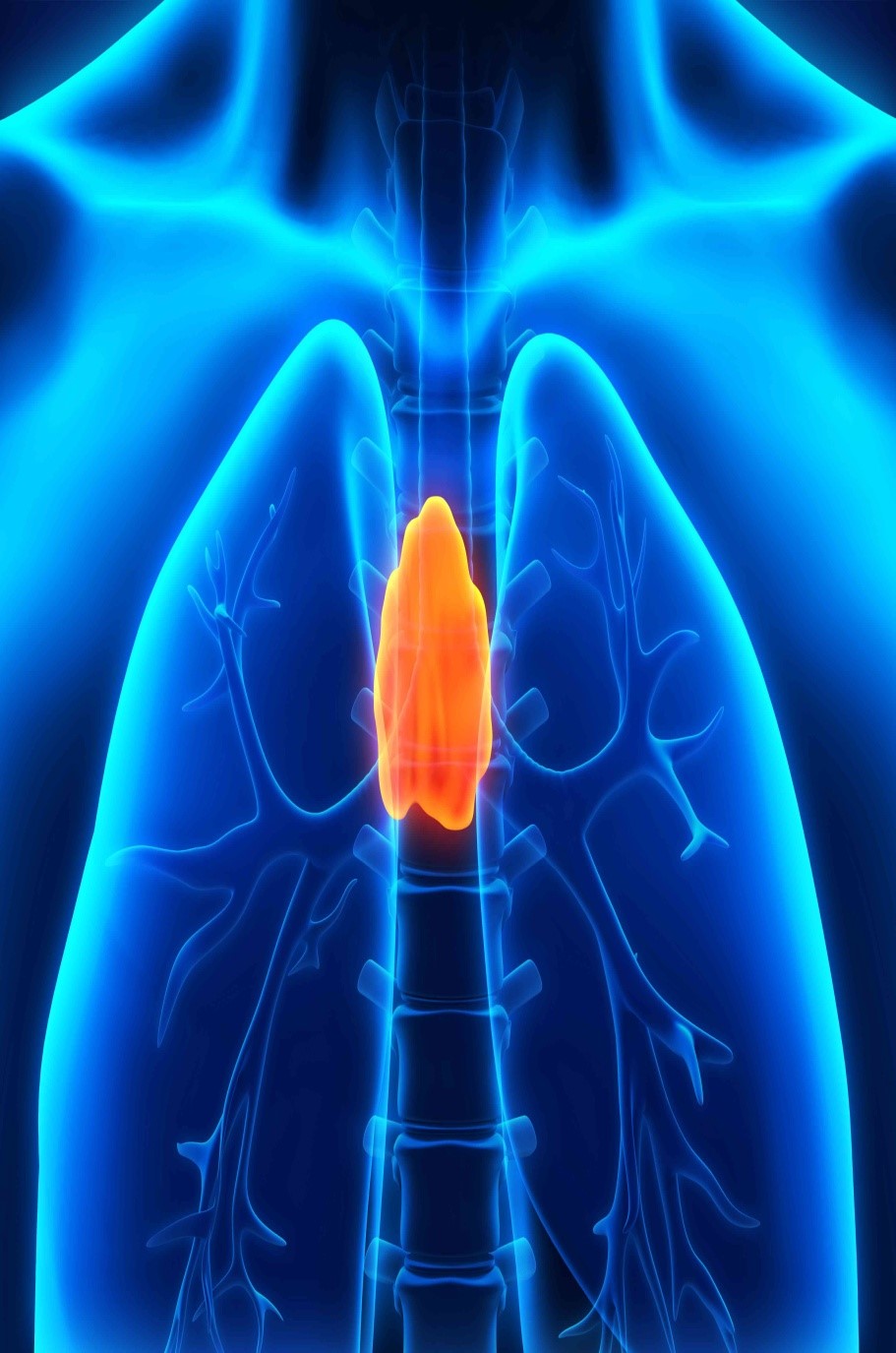 THYMUS GLAND.jpg