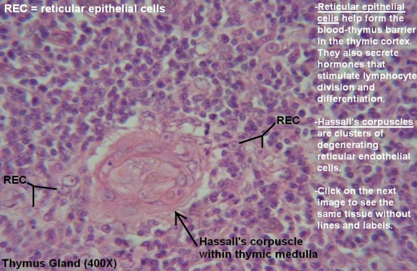 THYMUS-HISTOLOGY HIGH POWER.jpg
