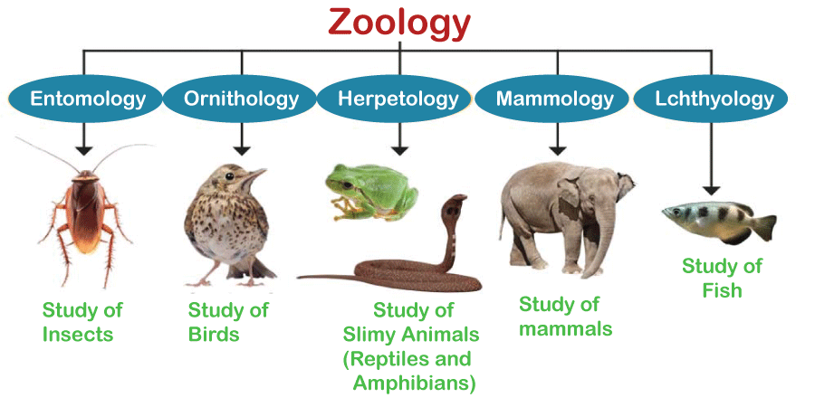 zoology-definition2.png