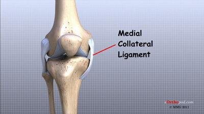 Knee joint ligaments on Make a GIF.gif