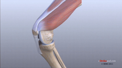 Knee_Anatomy_.gif