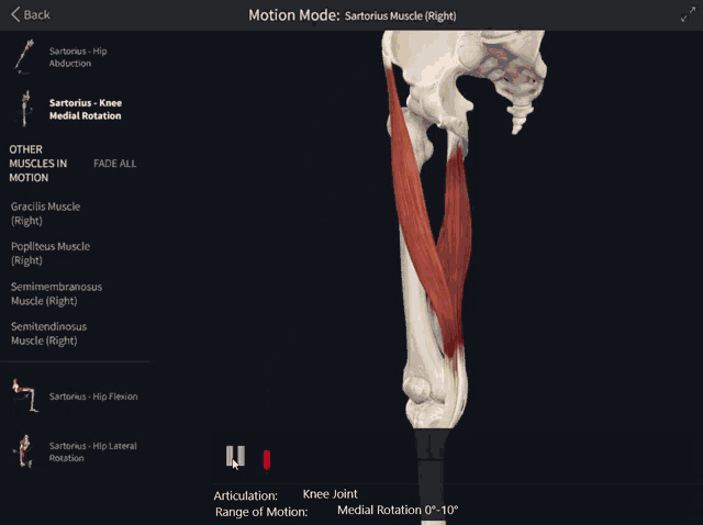 sartorius-knee-medial-rotation.gif