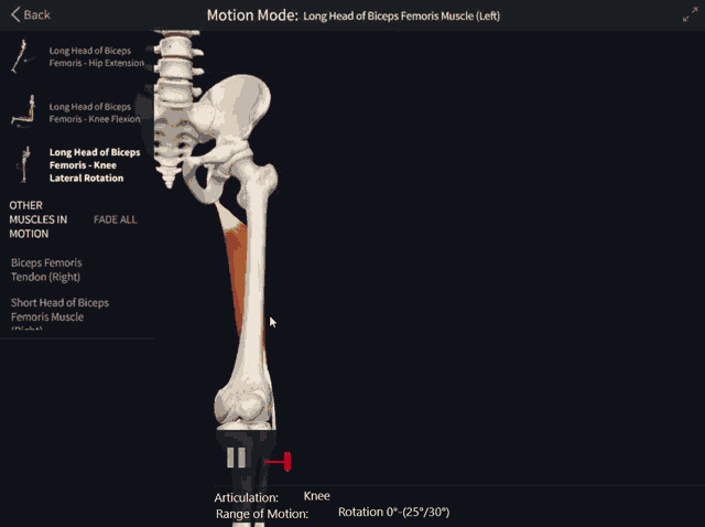 biceps-femoris-long-head.gif