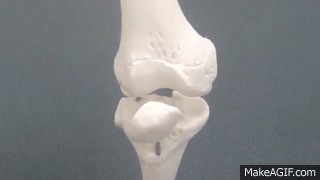8ee729.gif