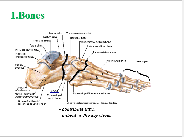 bone.png