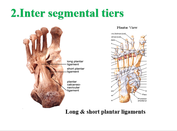 inter segment tiers.png