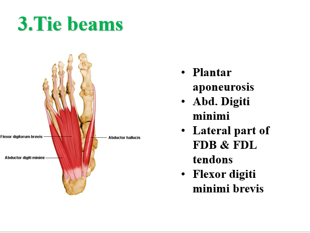 tie beams.png